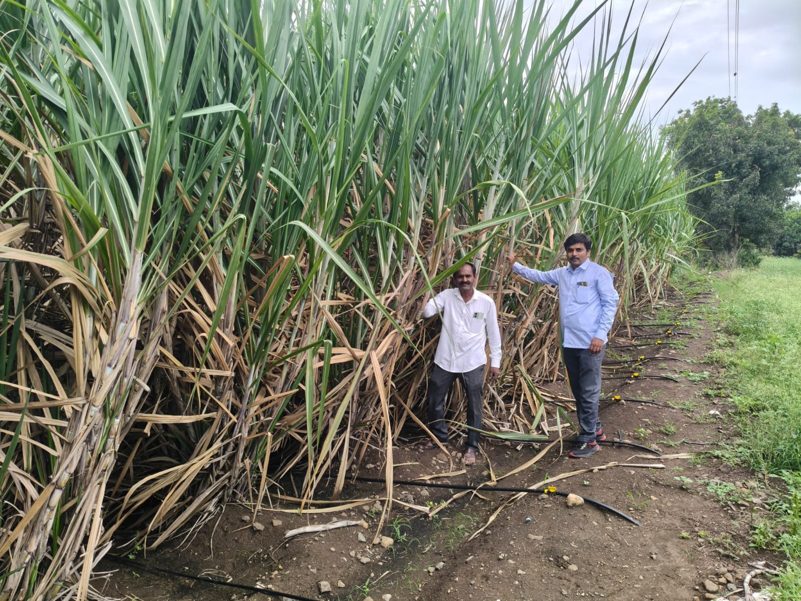 आधुनिक तंत्रज्ञानाने ऊस खोडवा व्यवस्थापन केल्यास लागवडीच्या बरोबरीने ऊस उत्पादन मिळू शकते ..