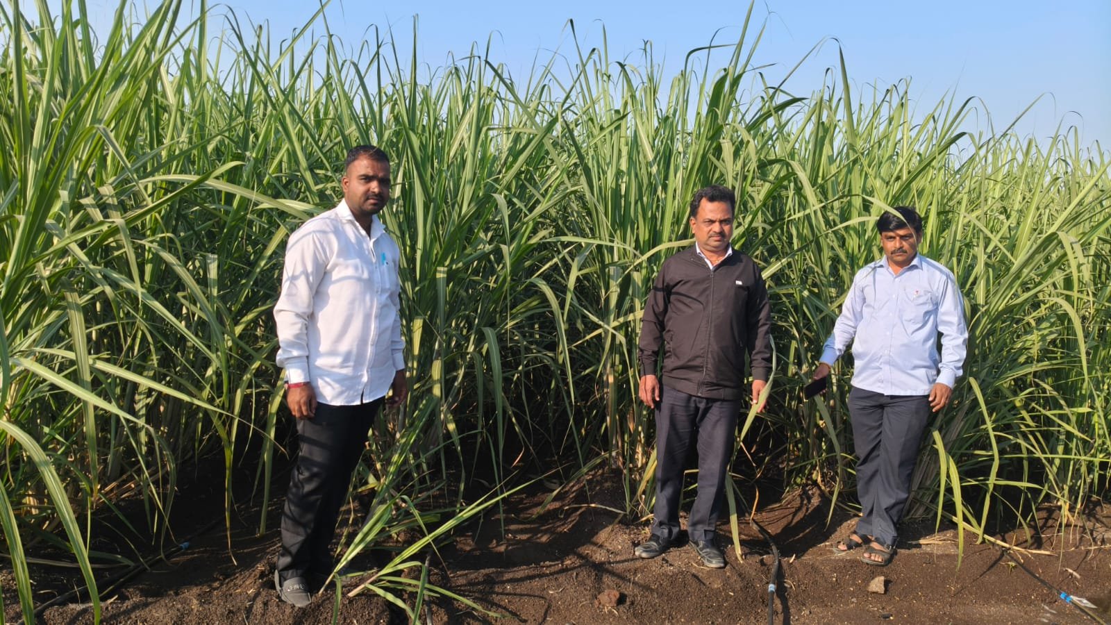 🌾🎋 शेतकरी करतायेत ऊस अंतर्मशागत तंत्रज्ञानाचा अवलंब...!
