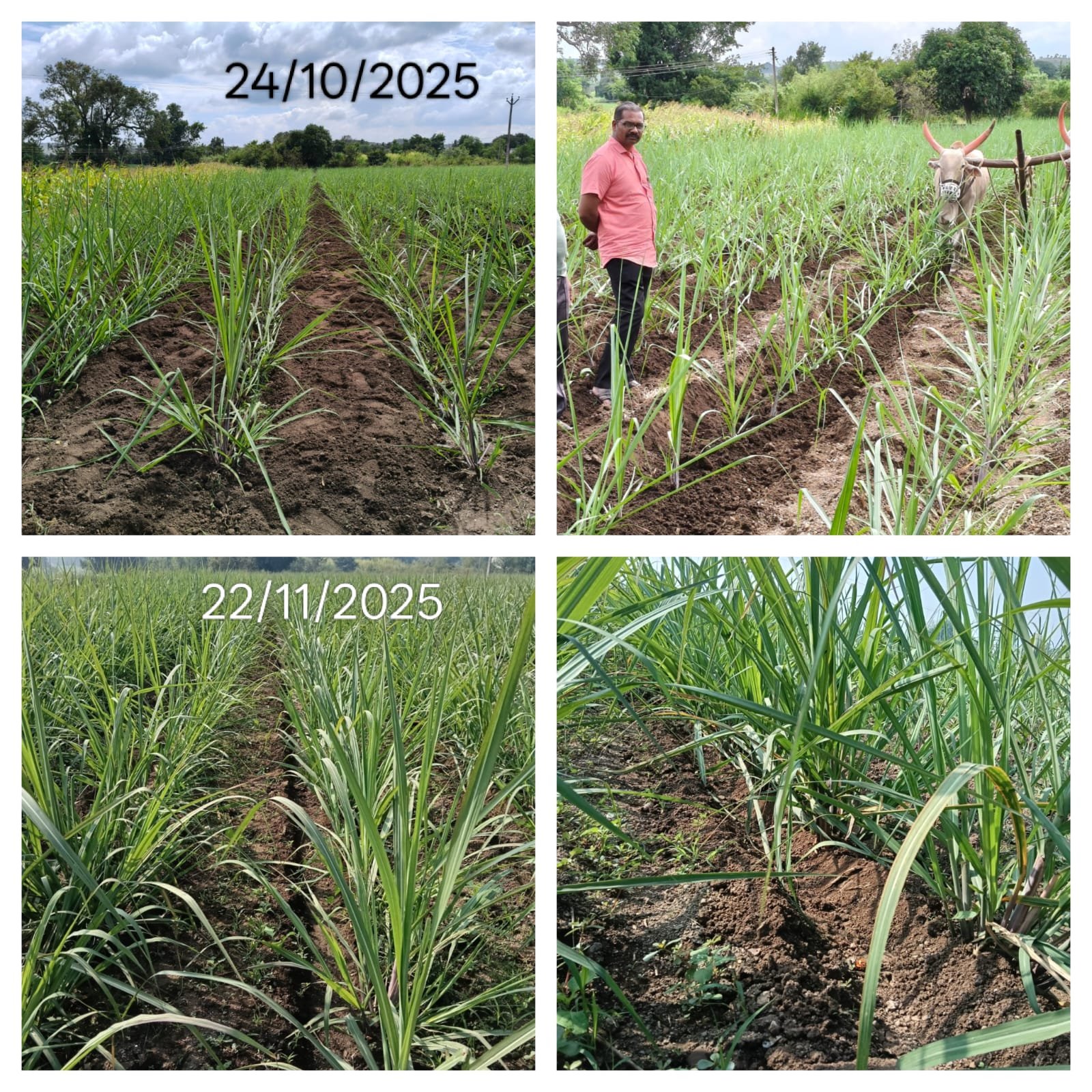 🌾🎋 शेतकरी करतायेत ऊस अंतर मशागत तंत्रज्ञानाचा अवलंब...!
