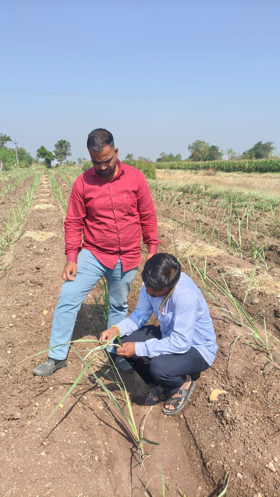प्लॉट व्हिजिटच्या माध्यमातून शेतकऱ्यांना होत आहे खोड किडीची प्रत्यक्ष माहिती व उपाय...!