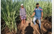 🌾🎋 शेतकरी करतायेत ऊसपिकात अंतर मशागत तंत्राचा अवलंब....!*