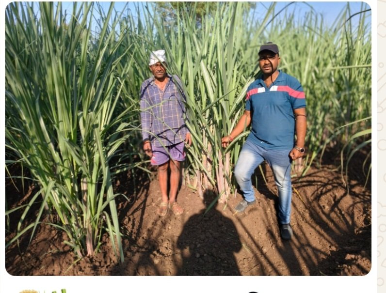 🌾🎋 शेतकरी करतायेत ऊसपिकात अंतर मशागत तंत्राचा अवलंब....!*