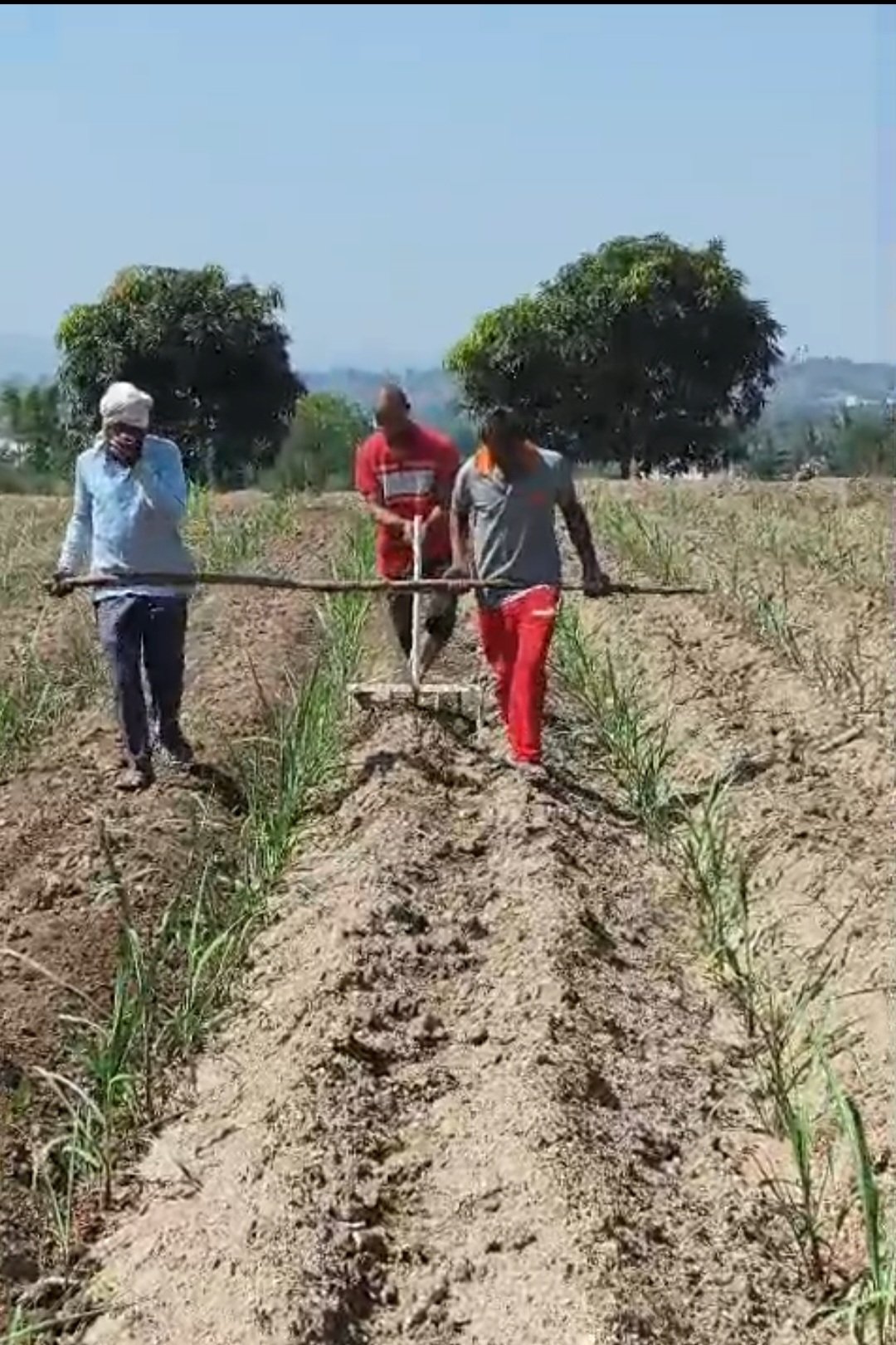 शेतकरी करतायेत ऊसपिकात अंतर मशागत तंत्राचा अवलंब....!*