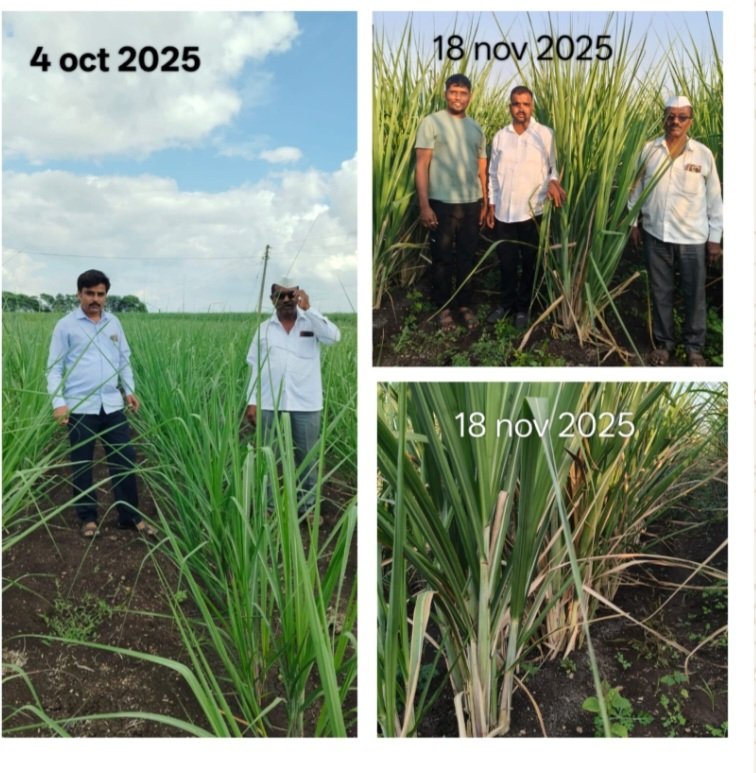 🌾🎋 ऊस लागवड अंतर मशागत तंत्रज्ञान व खत व्यवस्थापन तंत्राचा अवलंब केल्यास भरघोस ऊस उत्पादन शक्य...!*