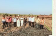 🌾🎋 भीमशंकर सह.साखर कारखाना मार्गदर्शनाने होत आहे एकरी ऊस उत्पादनात वाढ....!