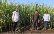 🌾🎋 शेतकरी करतायेत ऊस अंतर्मशागत तंत्रज्ञानाचा अवलंब...!