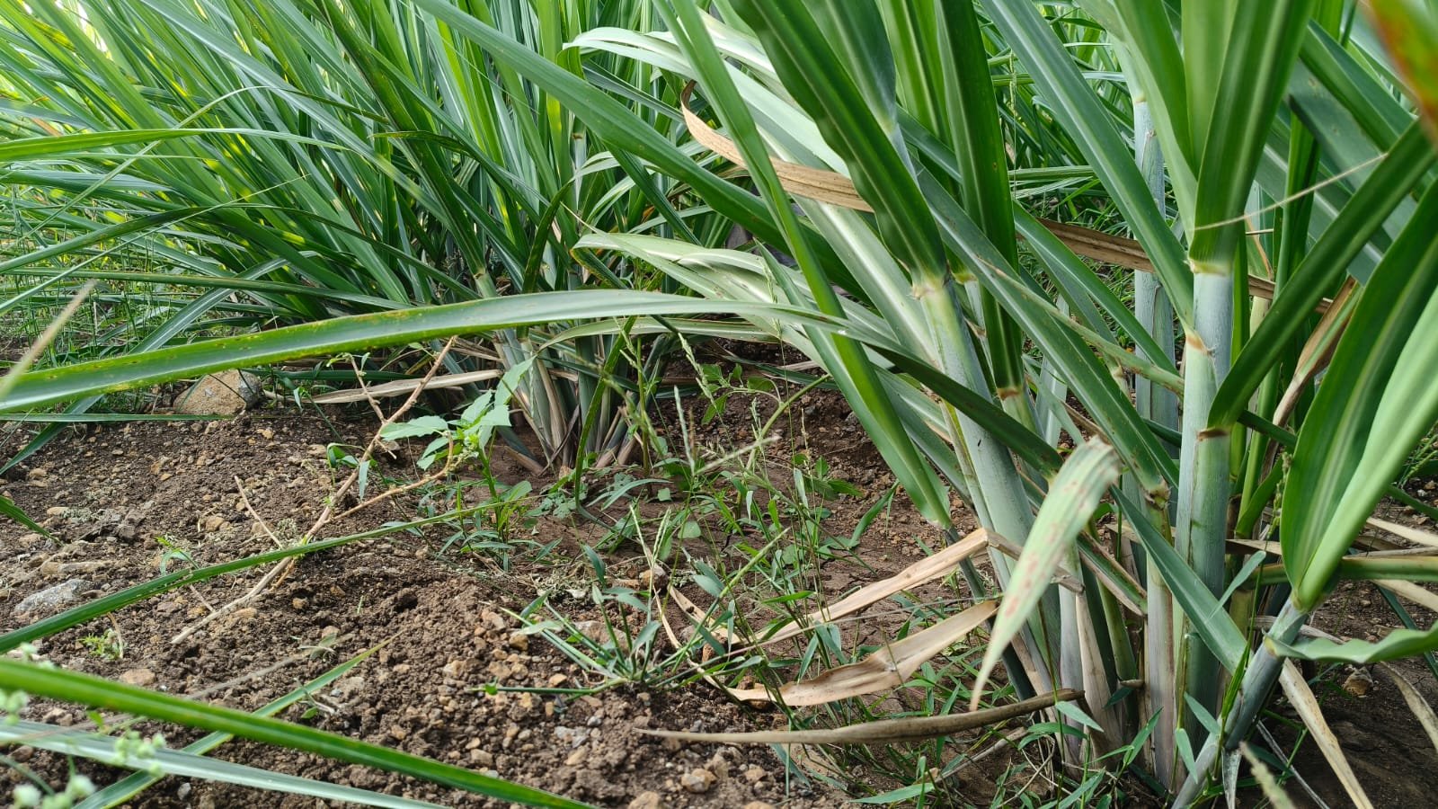 🌾🎋 शेतकरी करतायेत भीमाशंकर सह साखर कारखाना उत्पादित द्रवरूप जिवाणू खतांचा व संजीवकांचा वापर...!